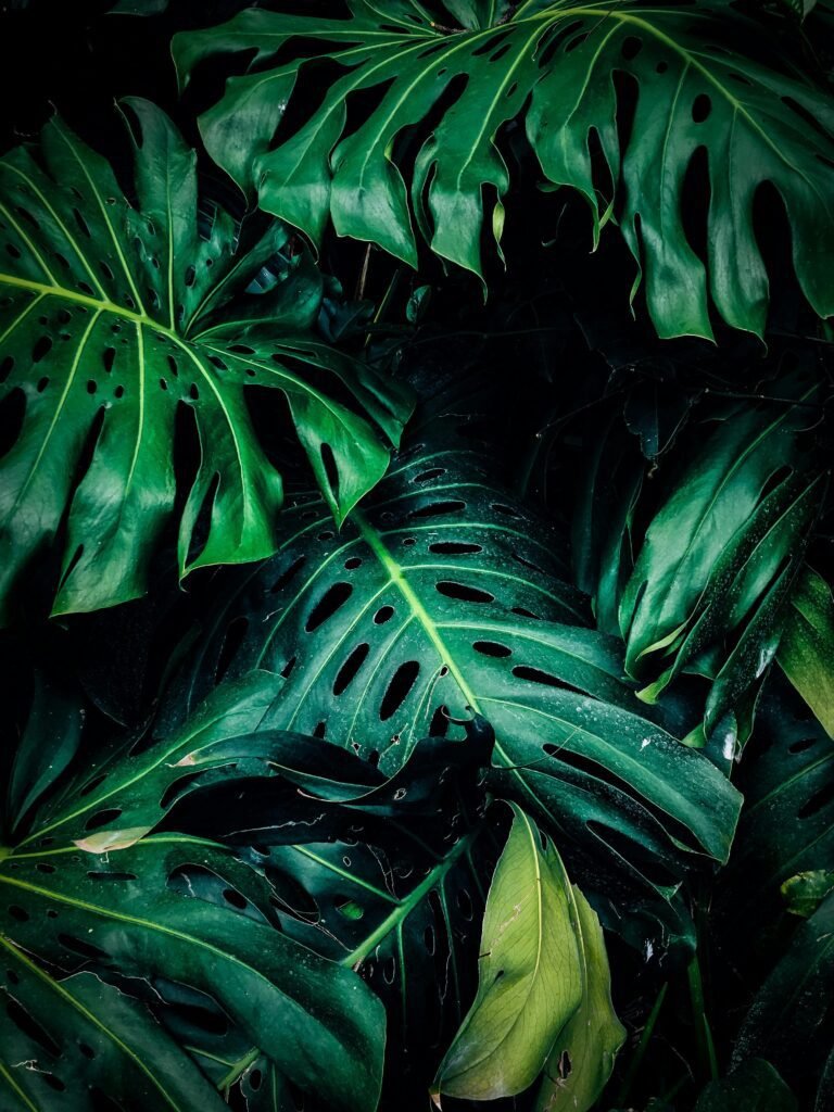 pexels-photo-1407305-1407305 A detailed close-up of lush green Monstera leaves showcasing texture and natural beauty.